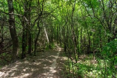 Ağaçlar ve bitkilerle çevrili bir eyalet parkında ufka giden yürüyüş yolu. Minnesota 'da yüksek kaliteli bir fotoğraf..