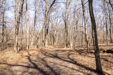 Ufukta, kışın ağaçlar ve bitkilerle çevrili yerel bir eyalet parkında yürüyüş yolu var. Minnesota 'da yüksek kaliteli bir fotoğraf..