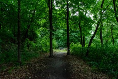 Ağaçlar ve bitkilerle çevrili bir eyalet parkında ufka giden yürüyüş yolu. Minnesota 'da yüksek kaliteli bir fotoğraf..