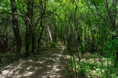 Ağaçlar ve bitkilerle çevrili bir eyalet parkında ufka giden yürüyüş yolu. Minnesota 'da yüksek kaliteli bir fotoğraf..