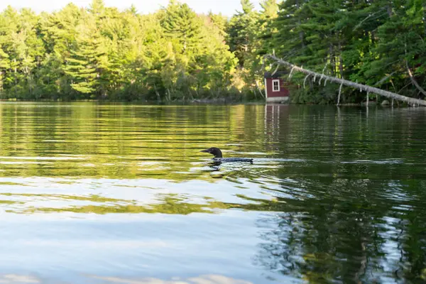 stock image A common Loon on Conway Lake surrounded by lush greenery. A high-quality photo taken in New Hampshire.