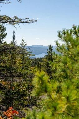 Beyaz Dağ Ulusal Ormanı 'nda bir sürü yemyeşil bitki ve ağacın olduğu güzel bir dağ manzarası. White Mountain Ulusal Ormanı, New Hampshire 'da çekilmiş kaliteli bir fotoğraf..