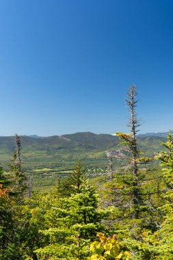 Beyaz Dağ Ulusal Ormanı 'nda bir sürü yemyeşil bitki ve ağacın olduğu güzel bir dağ manzarası. White Mountain Ulusal Ormanı, New Hampshire 'da çekilmiş kaliteli bir fotoğraf..
