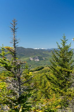 Beyaz Dağ Ulusal Ormanı 'nda bir sürü yemyeşil bitki ve ağacın olduğu güzel bir dağ manzarası. White Mountain Ulusal Ormanı, New Hampshire 'da çekilmiş kaliteli bir fotoğraf..