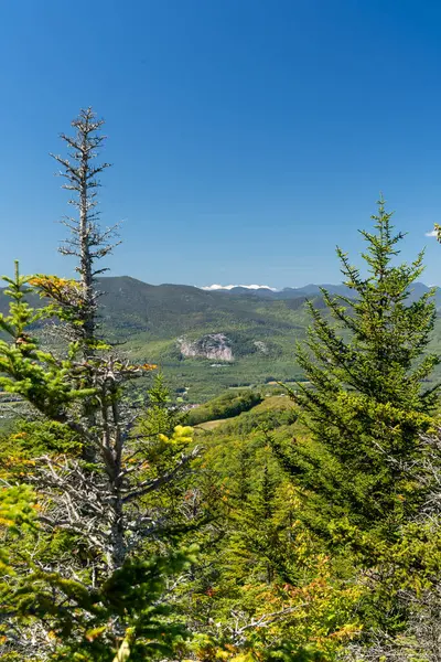 Beyaz Dağ Ulusal Ormanı 'nda bir sürü yemyeşil bitki ve ağacın olduğu güzel bir dağ manzarası. White Mountain Ulusal Ormanı, New Hampshire 'da çekilmiş kaliteli bir fotoğraf..