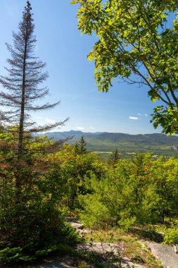 Beyaz Dağ Ulusal Ormanı 'nda bir sürü yemyeşil bitki ve ağacın olduğu güzel bir dağ manzarası. White Mountain Ulusal Ormanı, New Hampshire 'da çekilmiş kaliteli bir fotoğraf..