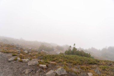 Bulutlu bir günde, Sunrise Rim Yolu boyunca uzanan yemyeşil Burroughs Dağları 'nın çarpıcı manzarası. Yüksek kaliteli bir fotoğraf, Mt. Rainier Ulusal Parkı.