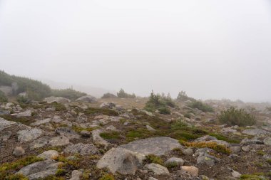 Bulutlu bir günde, Sunrise Rim Yolu boyunca uzanan yemyeşil Burroughs Dağları 'nın çarpıcı manzarası. Yüksek kaliteli bir fotoğraf, Mt. Rainier Ulusal Parkı.