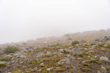 Bulutlu bir günde, Sunrise Rim Yolu boyunca uzanan yemyeşil Burroughs Dağları 'nın çarpıcı manzarası. Yüksek kaliteli bir fotoğraf, Mt. Rainier Ulusal Parkı.