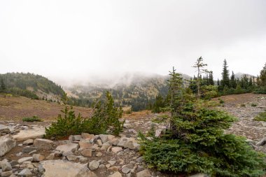 Bulutlu bir günde, Sunrise Rim Yolu boyunca uzanan yemyeşil Burroughs Dağları 'nın çarpıcı manzarası. Yüksek kaliteli bir fotoğraf, Mt. Rainier Ulusal Parkı.