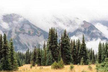 Bulutlu bir günde, Sunrise Rim Yolu boyunca uzanan yemyeşil Burroughs Dağları 'nın çarpıcı manzarası. Yüksek kaliteli bir fotoğraf, Mt. Rainier Ulusal Parkı.