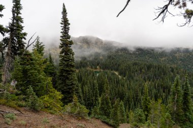 Bulutlu bir günde, Sunrise Rim Yolu boyunca uzanan yemyeşil Burroughs Dağları 'nın çarpıcı manzarası. Yüksek kaliteli bir fotoğraf, Mt. Rainier Ulusal Parkı.