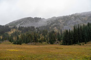 Bulutlu bir günde, Sunrise Rim Yolu boyunca uzanan yemyeşil Burroughs Dağları 'nın çarpıcı manzarası. Yüksek kaliteli bir fotoğraf, Mt. Rainier Ulusal Parkı.