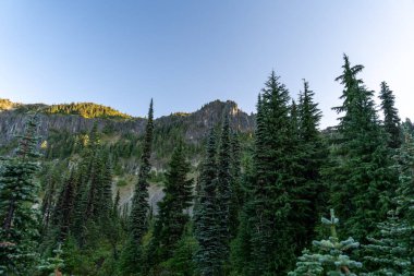 Mt. Dağa bakan güzel manzaralar. Tolmie Tepesi patikasından Rainier ve yemyeşil. Rainier Ulusal Parkı. Yüksek kaliteli bir fotoğraf, Mt. Rainier Ulusal Parkı, Washington Eyaleti. 