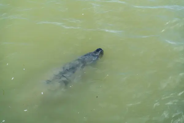 stock image Swimming manatee in Flamingo Marina, Everglades National Park. A high-quality photo taken in Everglades NP, Florida.