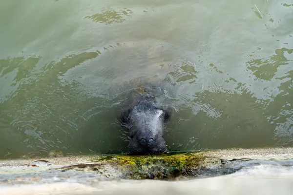 stock image Manatees in murky water eating algae of the side of a wall in Flamingo Marina, Everglades National Park. A high-quality photo taken in Everglades NP, Florida.