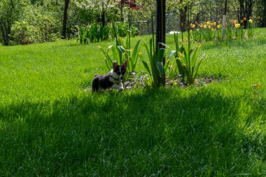Arka bahçede oynayan oynak bir Corgi yavrusu. Minnesota 'da yüksek kaliteli bir fotoğraf..