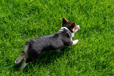 Arka bahçede oynayan oynak bir Corgi yavrusu. Minnesota 'da yüksek kaliteli bir fotoğraf..