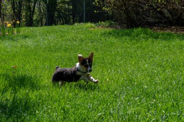Arka bahçede oynayan oynak bir Corgi yavrusu. Minnesota 'da yüksek kaliteli bir fotoğraf..