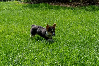 Arka bahçede oynayan oynak bir Corgi yavrusu. Minnesota 'da yüksek kaliteli bir fotoğraf..