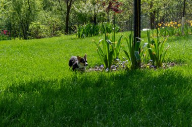 Arka bahçede oynayan oynak bir Corgi yavrusu. Minnesota 'da yüksek kaliteli bir fotoğraf..