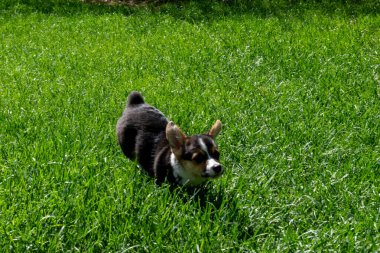 Arka bahçede oynayan oynak bir Corgi yavrusu. Minnesota 'da yüksek kaliteli bir fotoğraf..