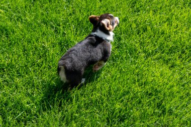 Arka bahçede oynayan oynak bir Corgi yavrusu. Minnesota 'da yüksek kaliteli bir fotoğraf..