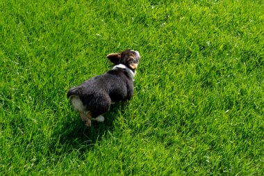 Arka bahçede oynayan oynak bir Corgi yavrusu. Minnesota 'da yüksek kaliteli bir fotoğraf..
