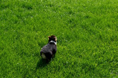 Arka bahçede oynayan oynak bir Corgi yavrusu. Minnesota 'da yüksek kaliteli bir fotoğraf..
