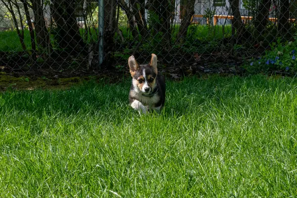 Arka bahçede oynayan oynak bir Corgi yavrusu. Minnesota 'da yüksek kaliteli bir fotoğraf..