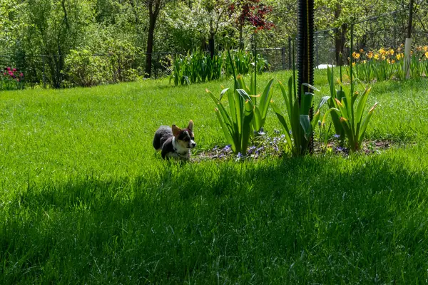 Arka bahçede oynayan oynak bir Corgi yavrusu. Minnesota 'da yüksek kaliteli bir fotoğraf..