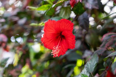 Yeşil yapraklarla çevrili kırmızı bir Çin amfibiscus x rosa-sinensis çiçeğinin yakından görüntüsü. Pennsylvanian bahçesinde çekilmiş kaliteli bir fotoğraf..