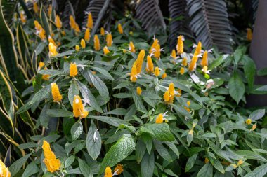 A close-up view of the Lollipop or Golden Shrimp plant Pachystachys lutea with yellow flowers surrounded by green leaves. A high-quality photo taken in a Pennsylvanian garden. clipart