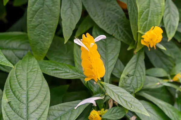 stock image A close-up view of the Lollipop or Golden Shrimp plant Pachystachys lutea with yellow flowers surrounded by green leaves. A high-quality photo taken in a Pennsylvanian garden.