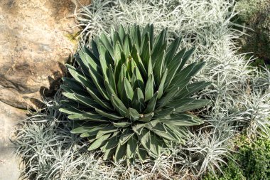 Silverlight Treasure-Flower Gazania rigens ve yeşillik ile çevrili Kraliçe Victoria Agave bitkisinin yakın çekim görüntüsü. Pennsylvanian bahçesinde çekilmiş kaliteli bir fotoğraf..