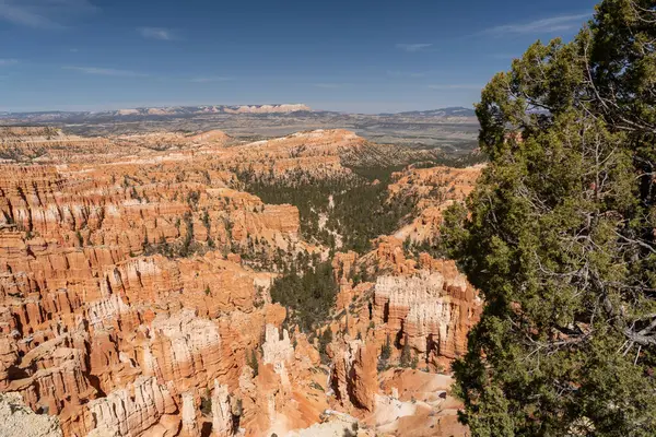 Bryce Canyon Ulusal Parkı 'nda yeşil ve kırmızı kayalıklarla çevrili güzel bir Hoodoos manzarası. Bryce Canyon City, Utah yakınlarında çekilmiş kaliteli bir fotoğraf..