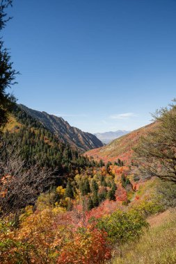 A beautiful overview of trees changing colors in Mill Creek Canyon at the beginning of Autumn. A high-quality photo taken near Millcreek, Utah. clipart