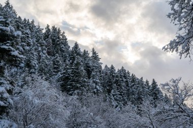 A frozen view of snow-covered mountains in Millcreek Canyon near Salt Lake City. A high-quality photo taken in Millcreek, Utah. clipart