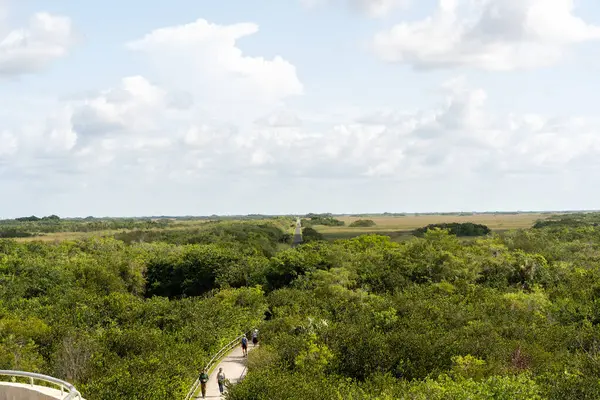 stock image A nice view overlooking the green Everglades on a sunny day with no people from atop the Shark Valley Observation Tower. A high-quality photo taken in Everglades National Park, Florida.