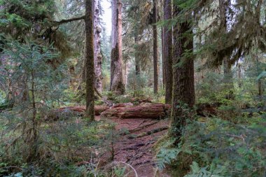 Eğreltiotu manzarası, yosun kaplı ağaçlar ve Olimpiyat Ulusal Parkı 'ndaki Hoh Yağmur Ormanları' nda bir sürü başka yeşillik. Forks, Washington yakınlarında çekilmiş kaliteli bir fotoğraf..