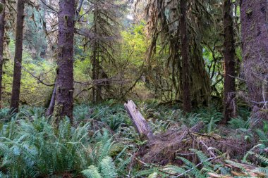 Eğreltiotu manzarası, yosun kaplı ağaçlar ve Olimpiyat Ulusal Parkı 'ndaki Hoh Yağmur Ormanları' nda bir sürü başka yeşillik. Forks, Washington yakınlarında çekilmiş kaliteli bir fotoğraf..