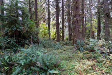 Eğreltiotu manzarası, yosun kaplı ağaçlar ve Olimpiyat Ulusal Parkı 'ndaki Hoh Yağmur Ormanları' nda bir sürü başka yeşillik. Forks, Washington yakınlarında çekilmiş kaliteli bir fotoğraf..