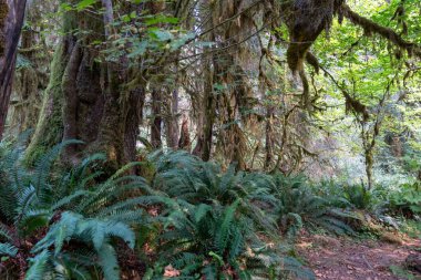 Eğreltiotu manzarası, yosun kaplı ağaçlar ve Olimpiyat Ulusal Parkı 'ndaki Hoh Yağmur Ormanları' nda bir sürü başka yeşillik. Forks, Washington yakınlarında çekilmiş kaliteli bir fotoğraf..