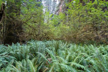 Eğreltiotu manzarası, yosun kaplı ağaçlar ve Olimpiyat Ulusal Parkı 'ndaki Hoh Yağmur Ormanları' nda bir sürü başka yeşillik. Forks, Washington yakınlarında çekilmiş kaliteli bir fotoğraf..