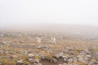 A beautiful look at white mountain goats on top of the Burroughs Mountains, Mt.Rainier National Park during a cloudy and foggy day. A high-quality photo taken near Sunrise, Washington clipart