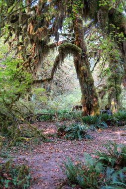 Eğreltiotu manzarası, yosun kaplı ağaçlar ve Olimpiyat Ulusal Parkı 'ndaki Hoh Yağmur Ormanları' nda bir sürü başka yeşillik. Forks, Washington yakınlarında çekilmiş kaliteli bir fotoğraf..