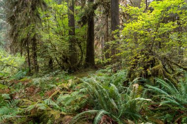 Eğreltiotu manzarası, yosun kaplı ağaçlar ve Olimpiyat Ulusal Parkı 'ndaki Hoh Yağmur Ormanları' nda bir sürü başka yeşillik. Forks, Washington yakınlarında çekilmiş kaliteli bir fotoğraf..