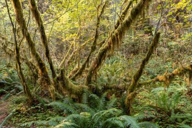 Eğreltiotu manzarası, yosun kaplı ağaçlar ve Olimpiyat Ulusal Parkı 'ndaki Hoh Yağmur Ormanları' nda bir sürü başka yeşillik. Forks, Washington yakınlarında çekilmiş kaliteli bir fotoğraf..