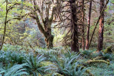 Eğreltiotu manzarası, yosun kaplı ağaçlar ve Olimpiyat Ulusal Parkı 'ndaki Hoh Yağmur Ormanları' nda bir sürü başka yeşillik. Forks, Washington yakınlarında çekilmiş kaliteli bir fotoğraf..