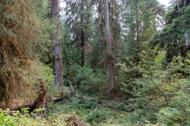 A great view of ferns, trees covered with moss, and lots of other greenery in the Hoh Rainforest, Olympic National Park. A high-quality photo taken near Forks, Washington. clipart